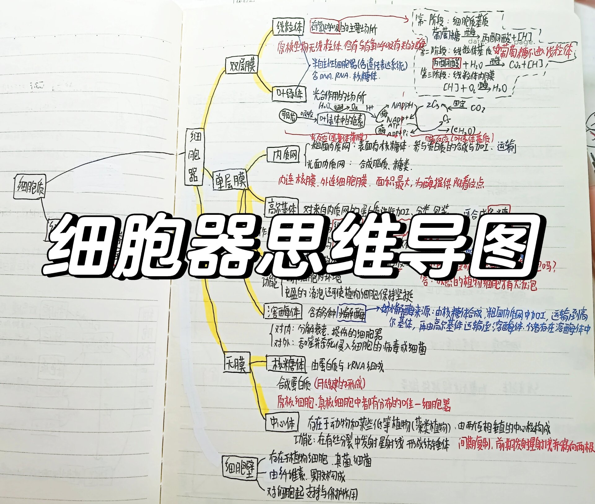 高三生物思维导图！冲刺知识点，串联清晰
