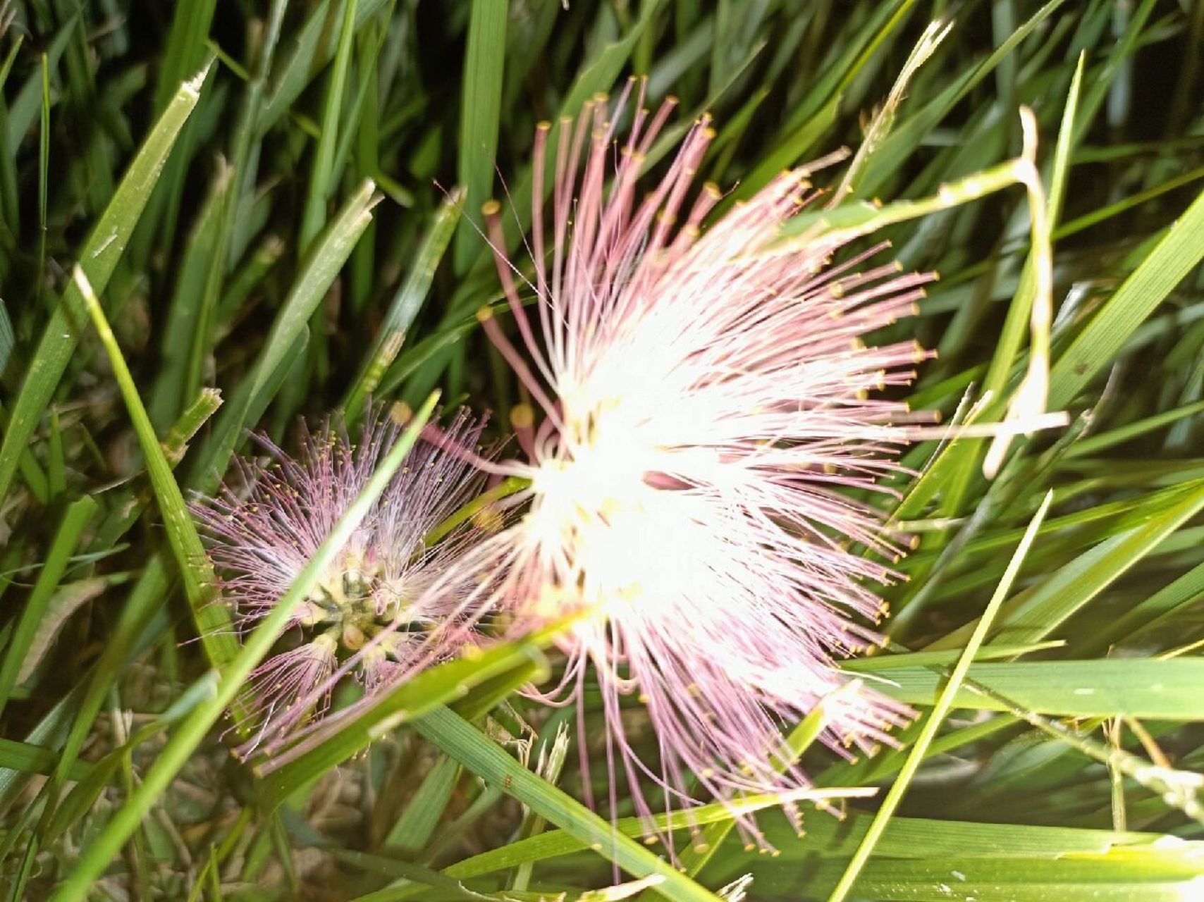 榕树花/合欢花 傻傻分不清楚