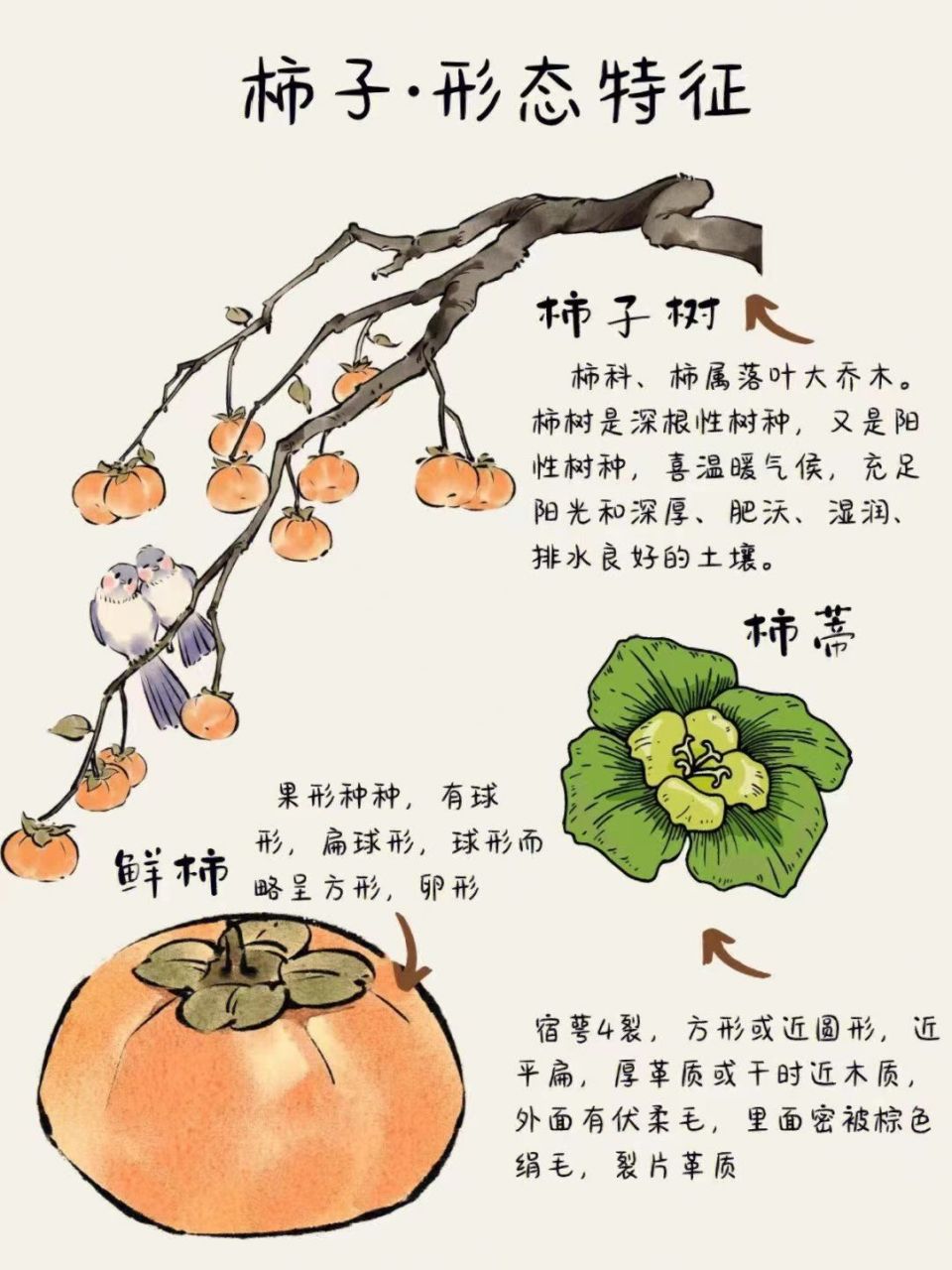 柿子的寓意  俗话说"霜降摘柿子,立冬瓣打软枣",深秋,已然是吃柿子的