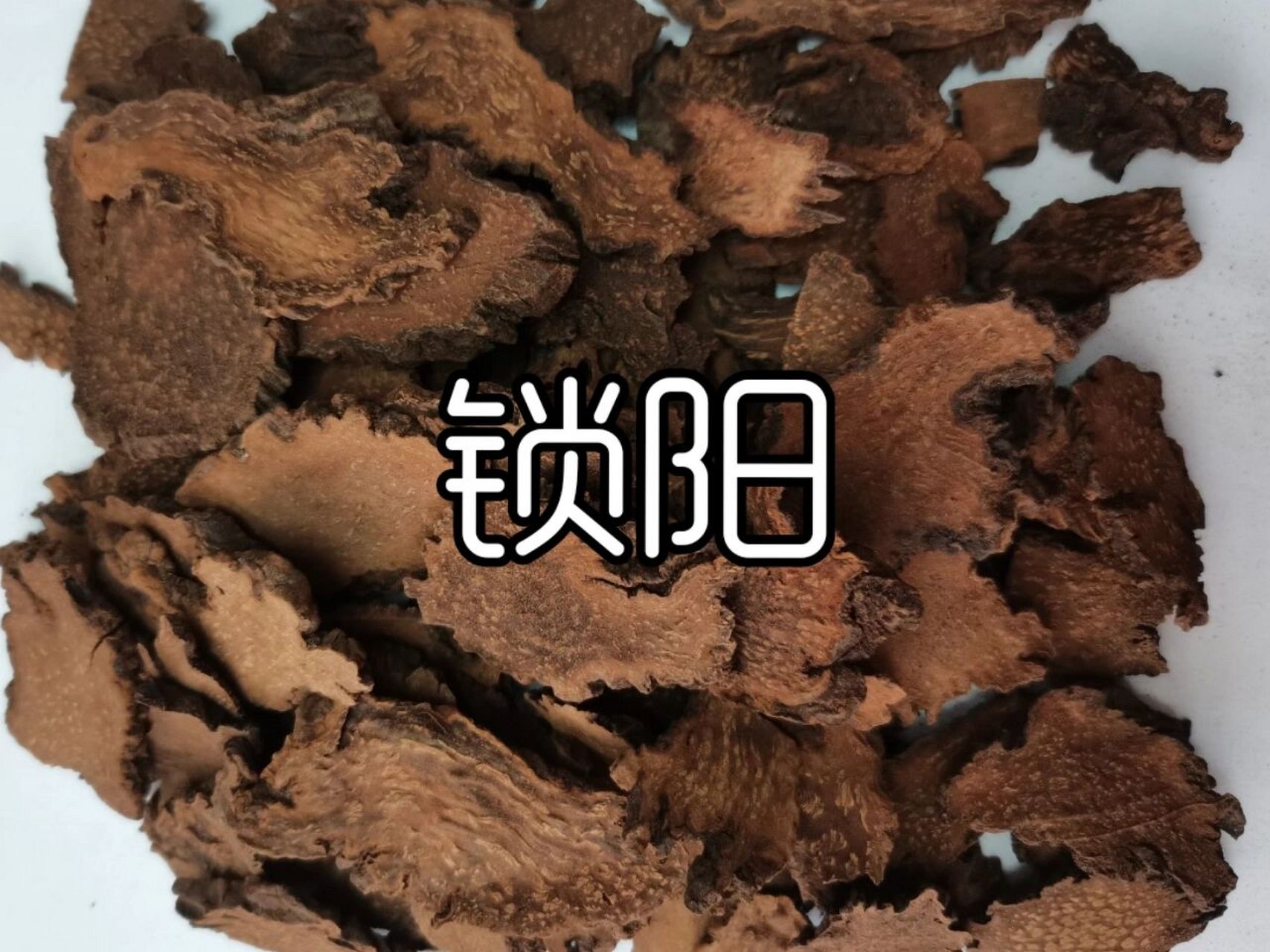 每天学习一种中药一锁阳