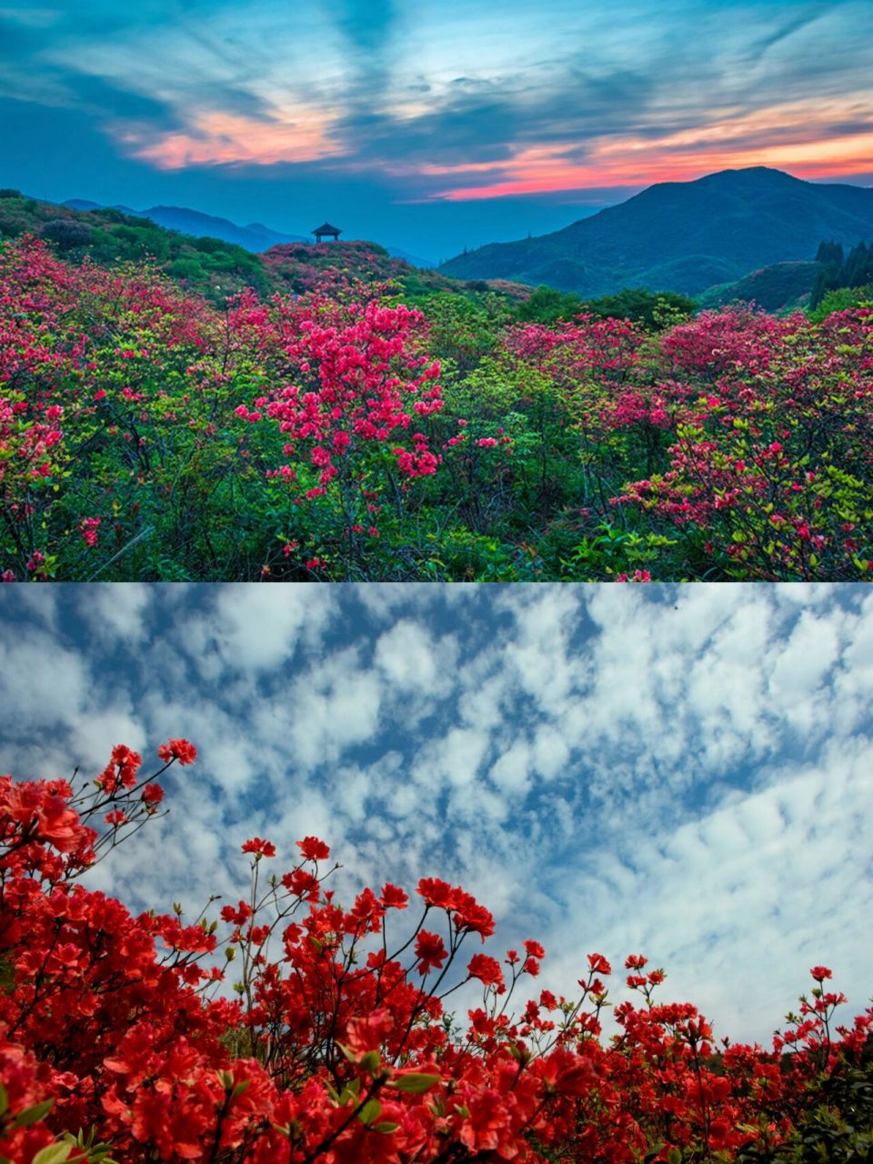 浏阳大围山杜鹃花真是美爆了! !
