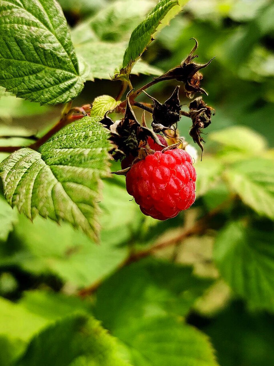 公认的女性茶饮【红树莓叶茶】你了解吗?