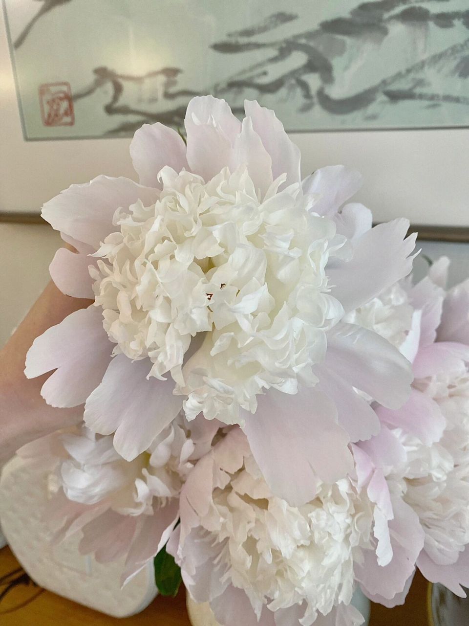 四月的铁蛋芍药总是惊艳到我 当季的四川重瓣芍药可太迷人,自带甜甜的