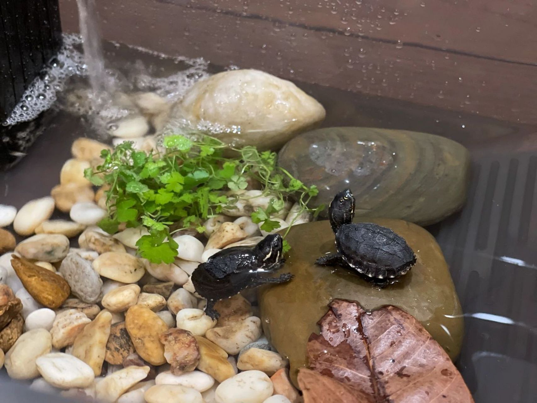 養龜新手入門——麝香龜 秉持著養寵物死了會傷心,但養烏龜不知道誰