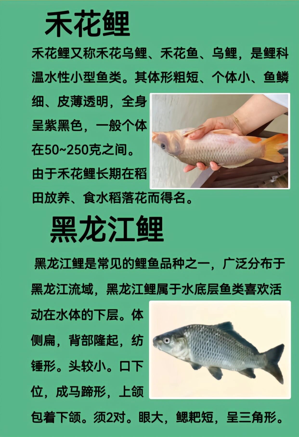 鲤鱼的种类,你钓到的哪个品种的鲤鱼