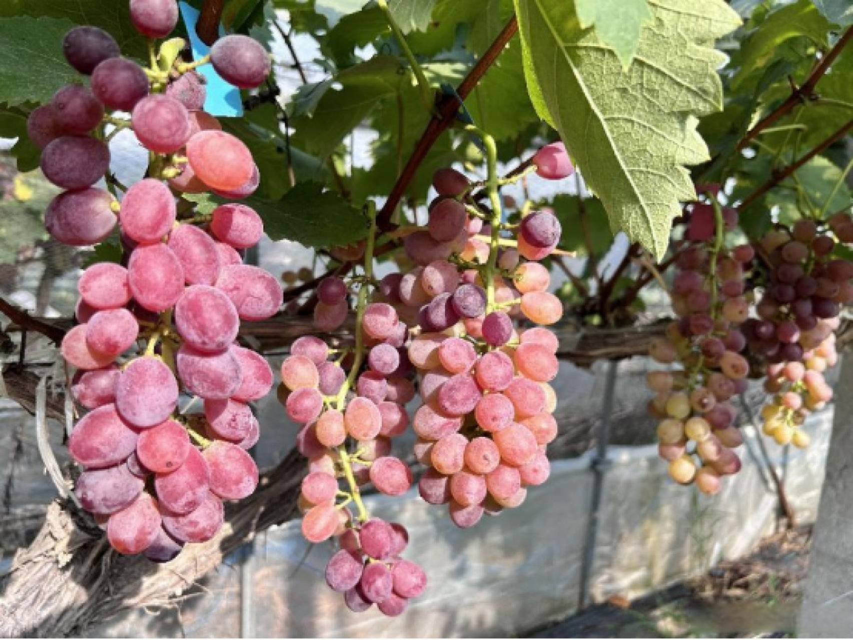 【潢川县付店镇:玲珑葡萄满枝藤 甜蜜飘香采收忙】眼下正是葡萄成熟