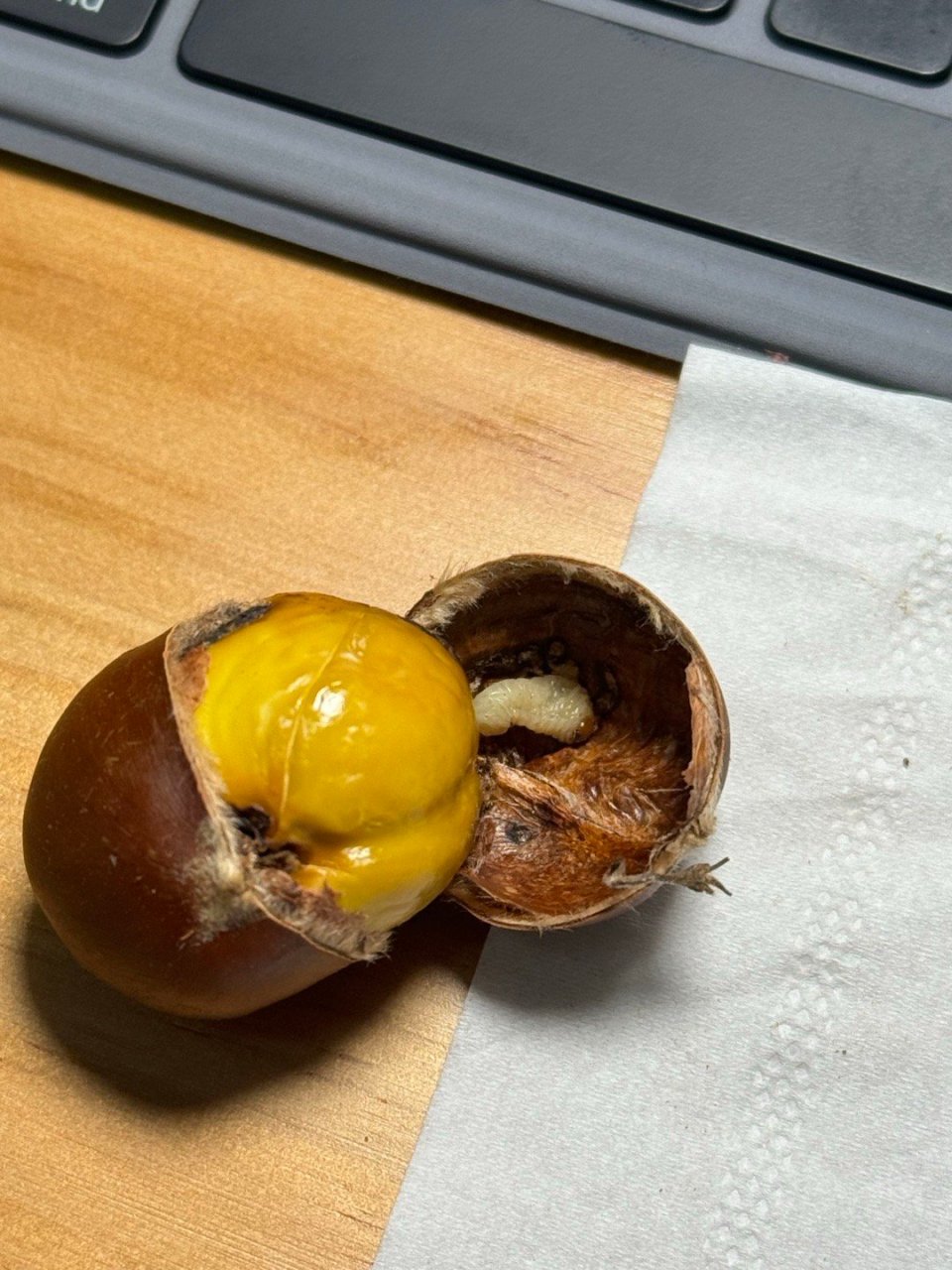 哇,烤的板栗里头发现了好肥的一只虫子啊…板栗倒是不想吃了,你们说把