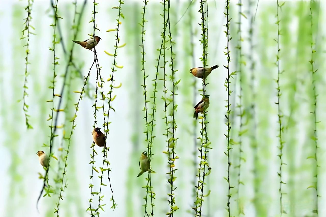 原创:蝶舞蜂飞春意闹,诚邀下联莺飞草长然生机燕绕蜓游水漾柳