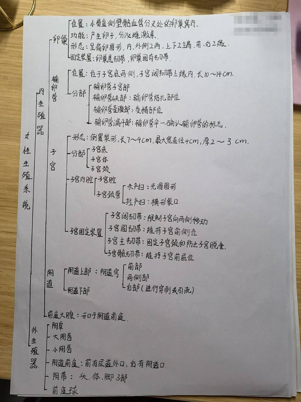 男,女生殖系统的思维导图