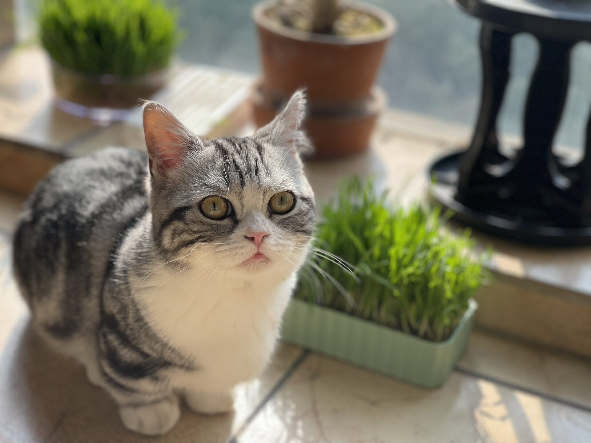 我的美短起司矮脚小猫猫长大啦,六个月的帅