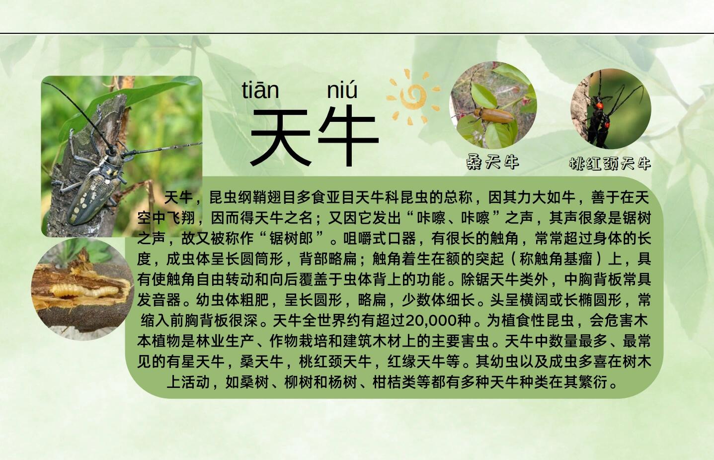 虫出没6015鞘翅目—天牛