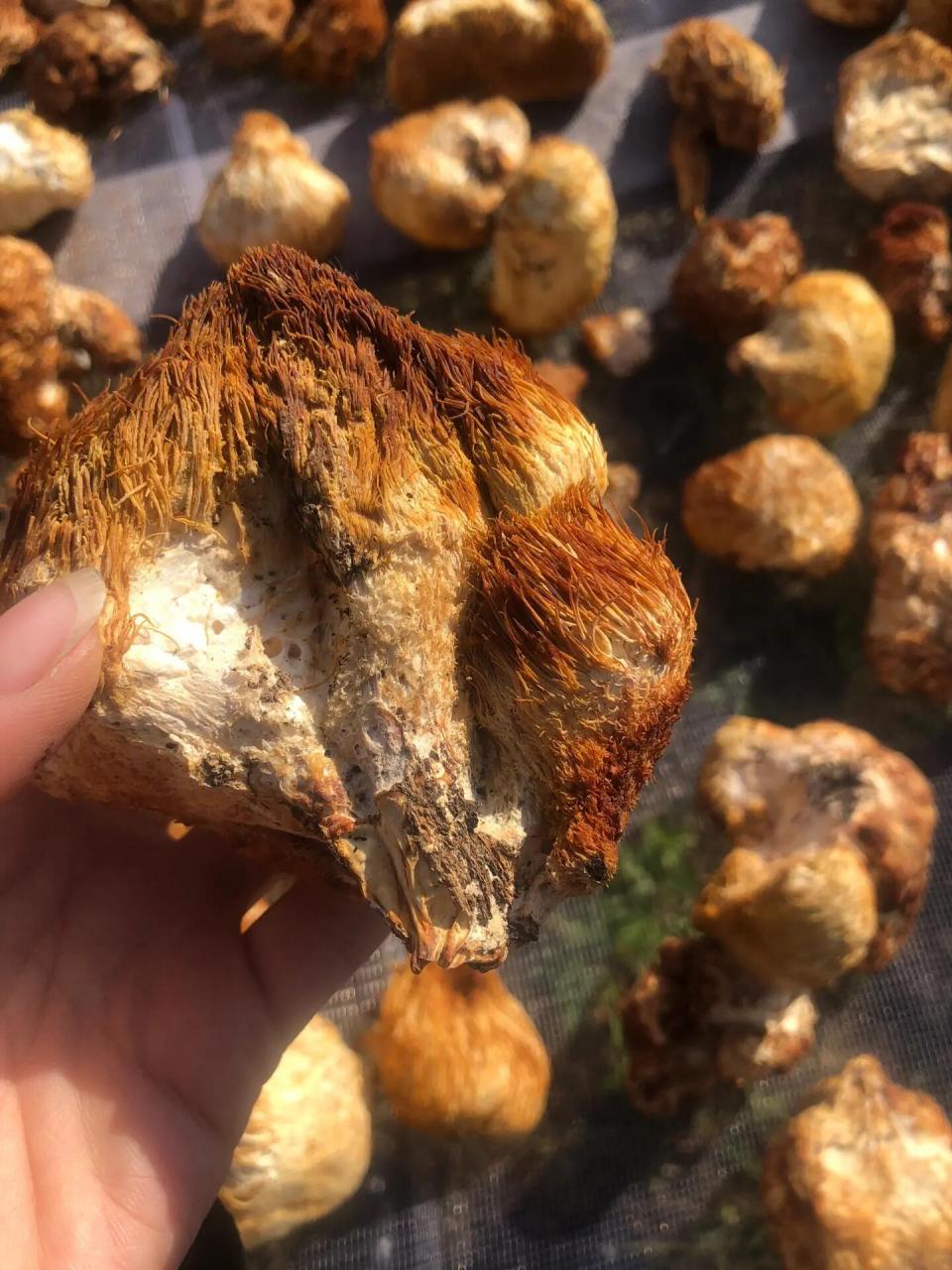 猴头与鱼翅,熊掌,燕窝并誉为四大名菜. 猴头菇性平,味甘.