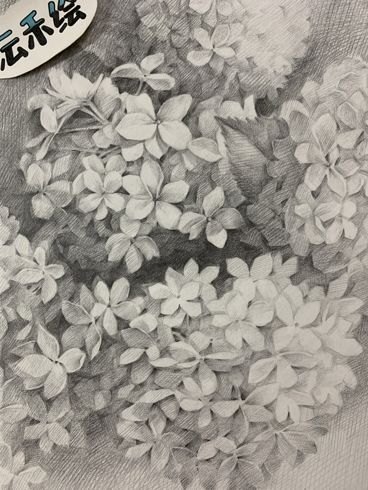 素描花卉《绣球花》 附有原图