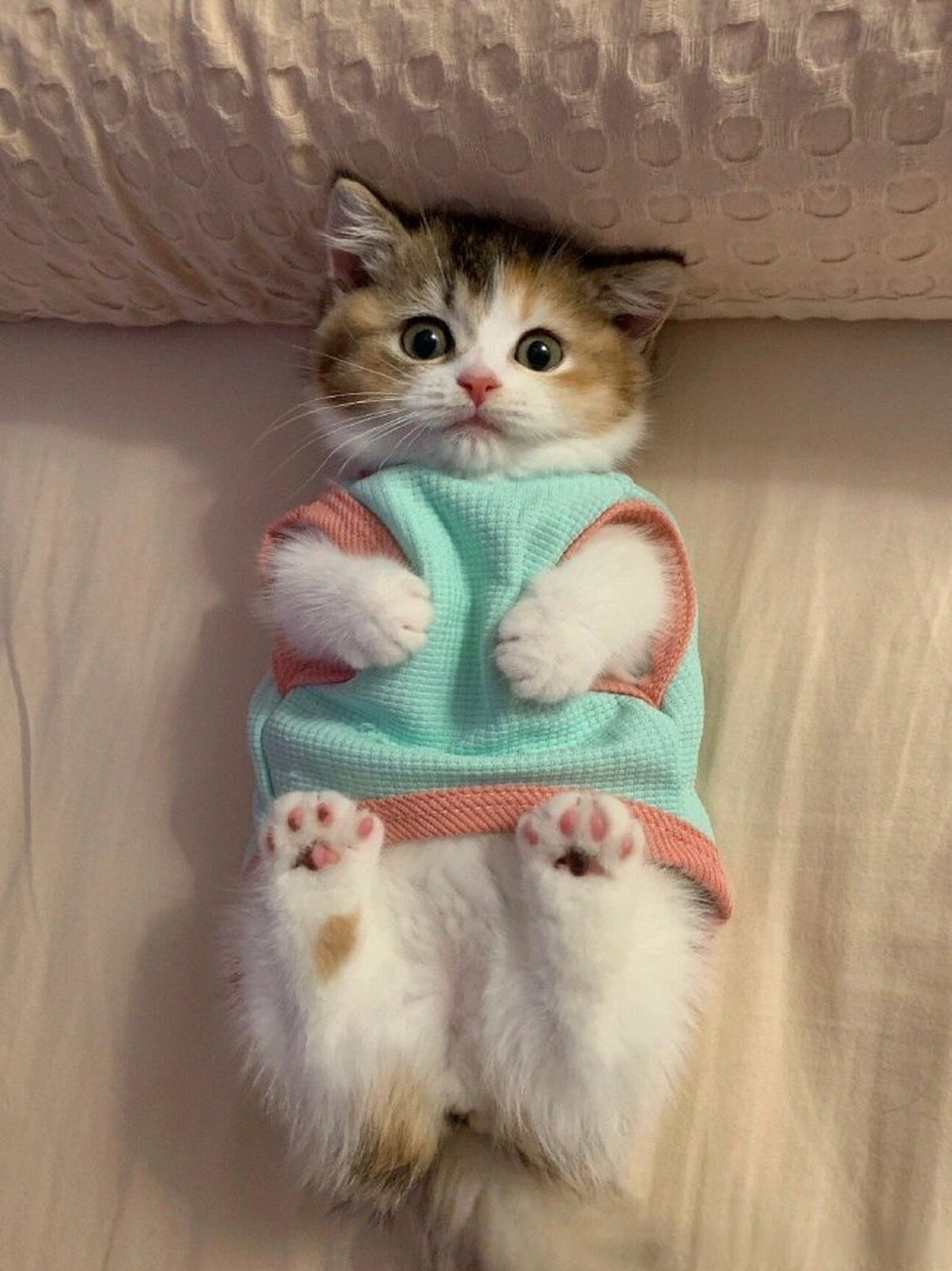 好运猫正在盯着你,准备迎接  #文案# #情感# #沉香