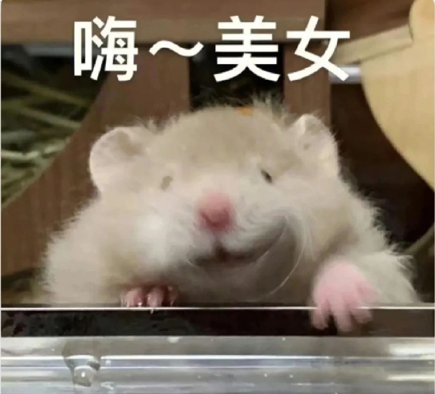 鼠鼠表情包第二弹
