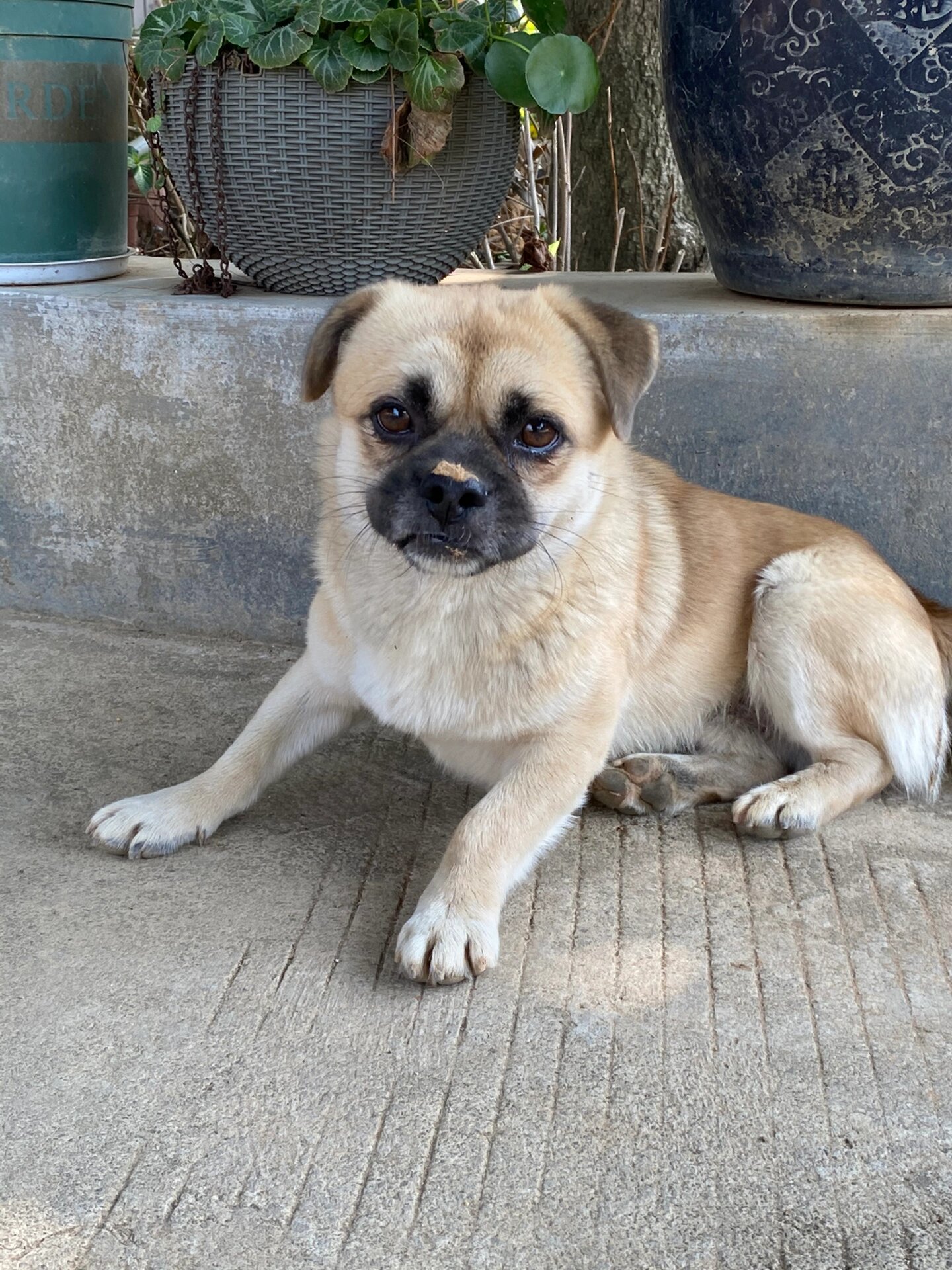 这应该是八哥混小土狗最成功的吧?