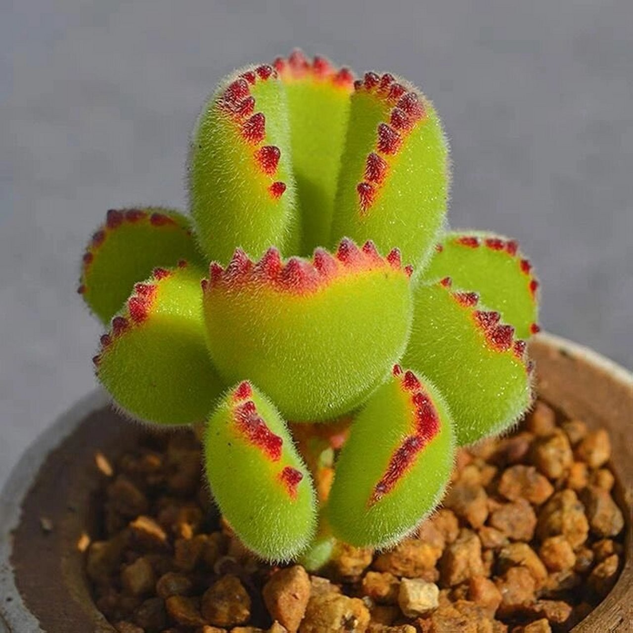 第3期:每日认识一种多肉—熊童子 多肉熊童子是多肉植物中的一种,其