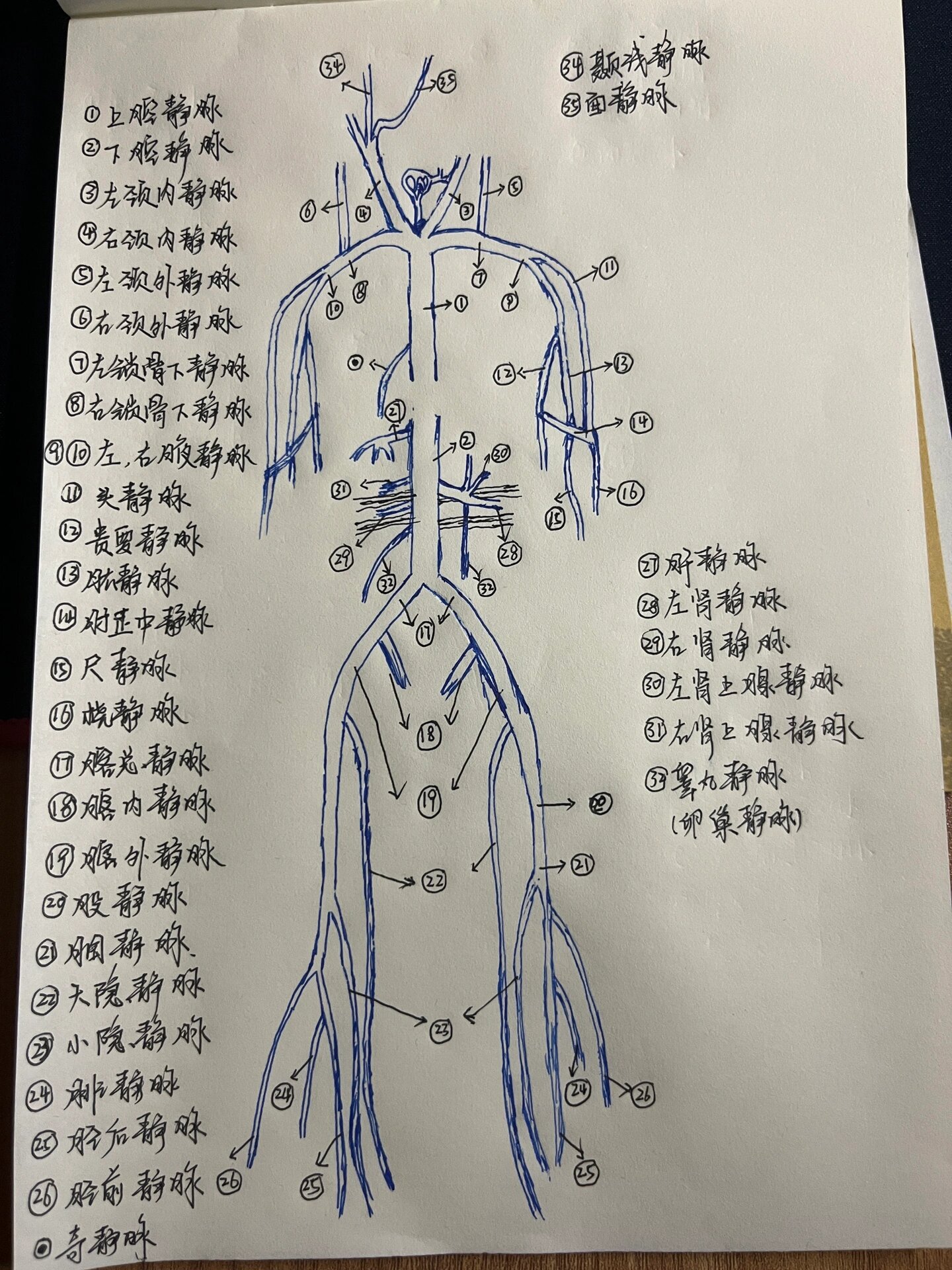 手绘动静脉解剖示意图 上边是自己画的一些静脉图