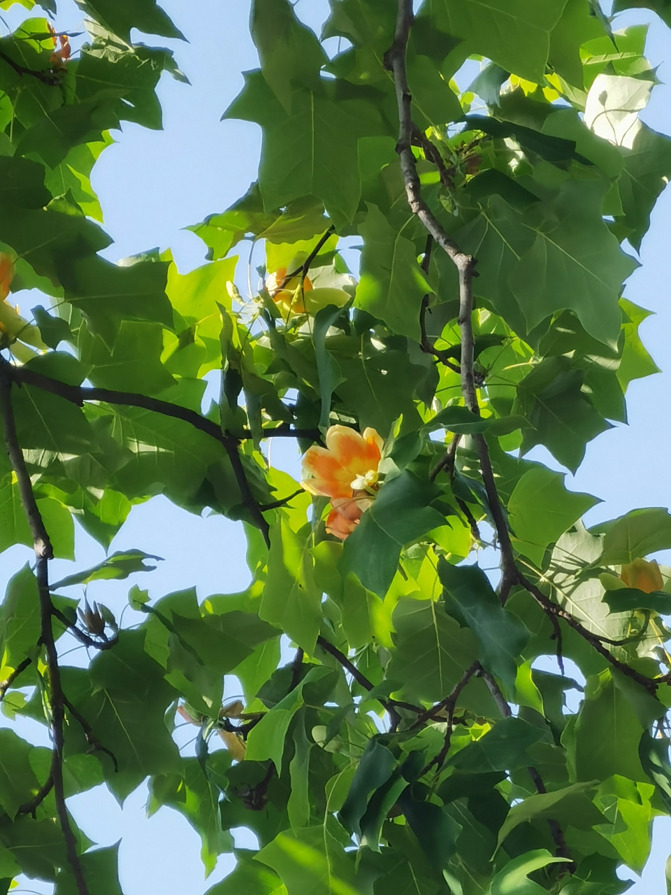 梧桐花 第一次见到梧桐开花,惊喜