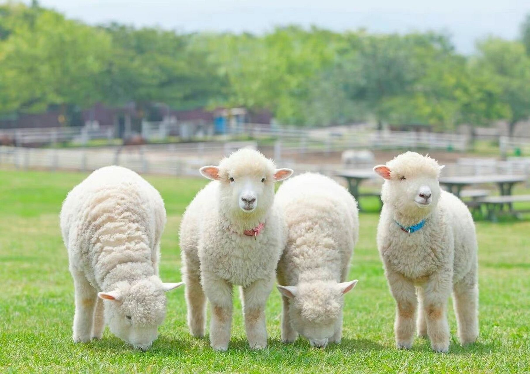 羊 壁纸 可爱小羊 看起来很好rua 壁纸 头像