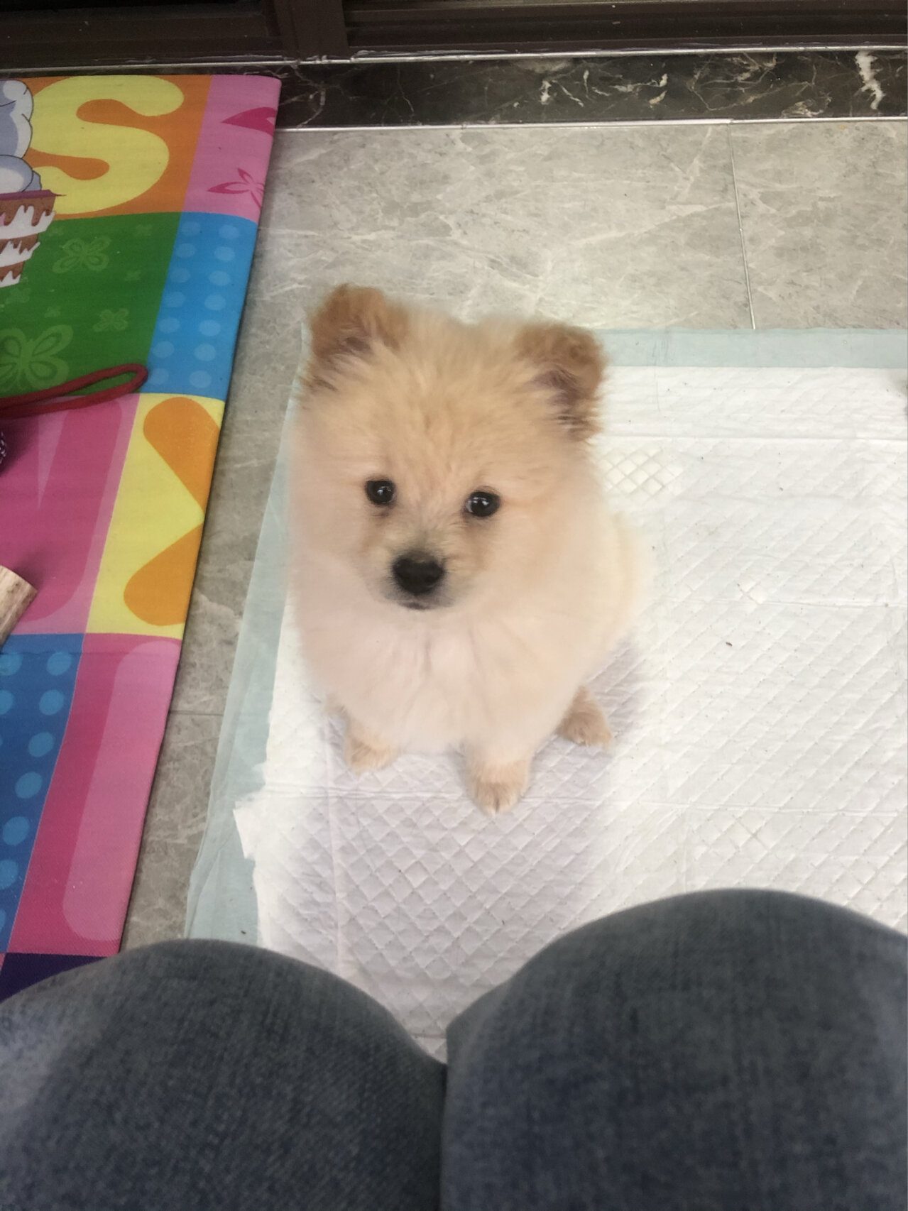 博美和萨摩耶的串串