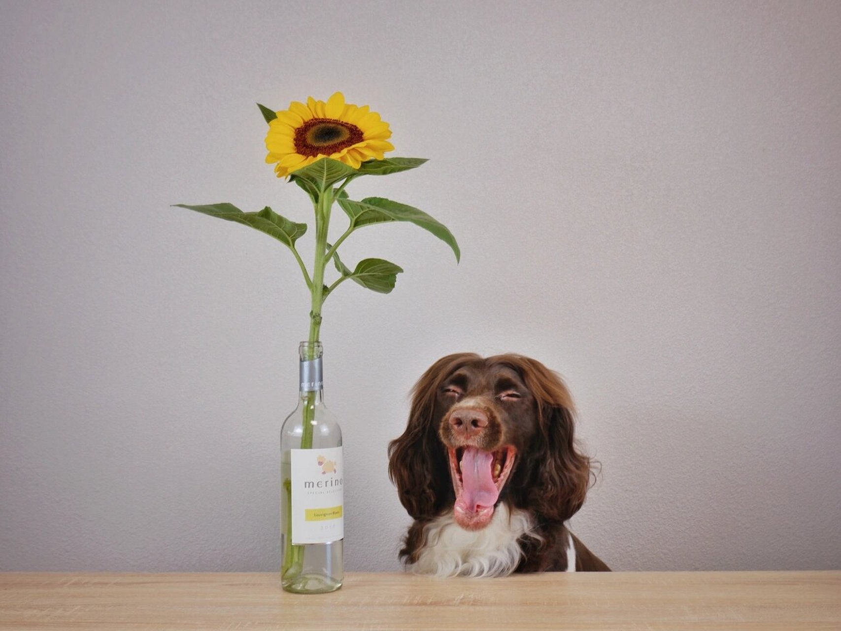 缉毒犬搜救犬-英国史宾格猎犬 大耳朵 长头发 中型犬 智商高 很友好