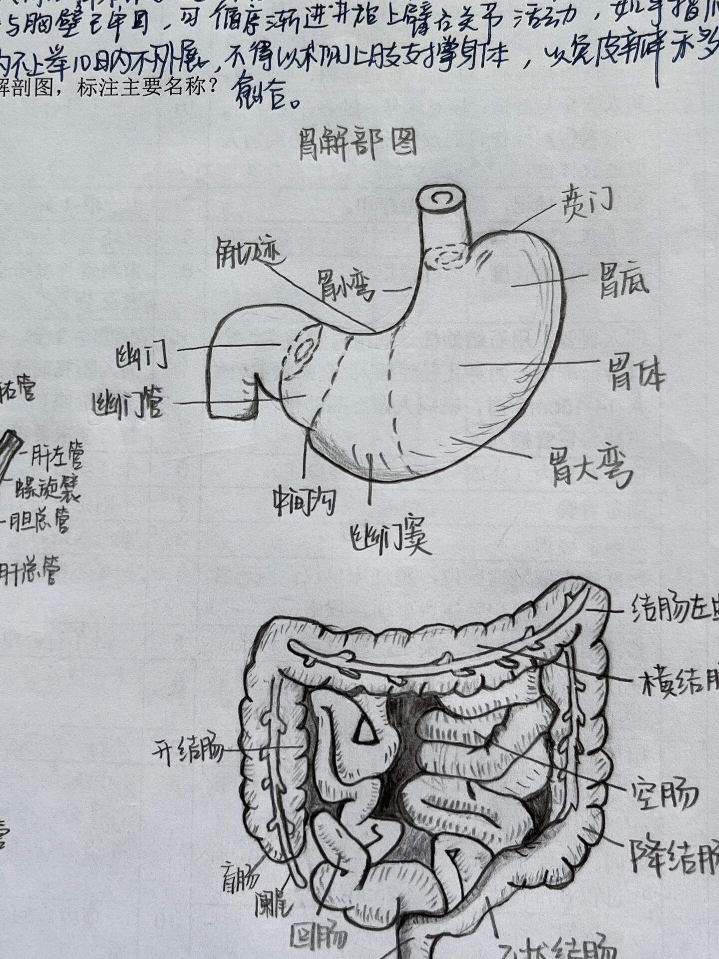 胃的形态结构图手绘图片