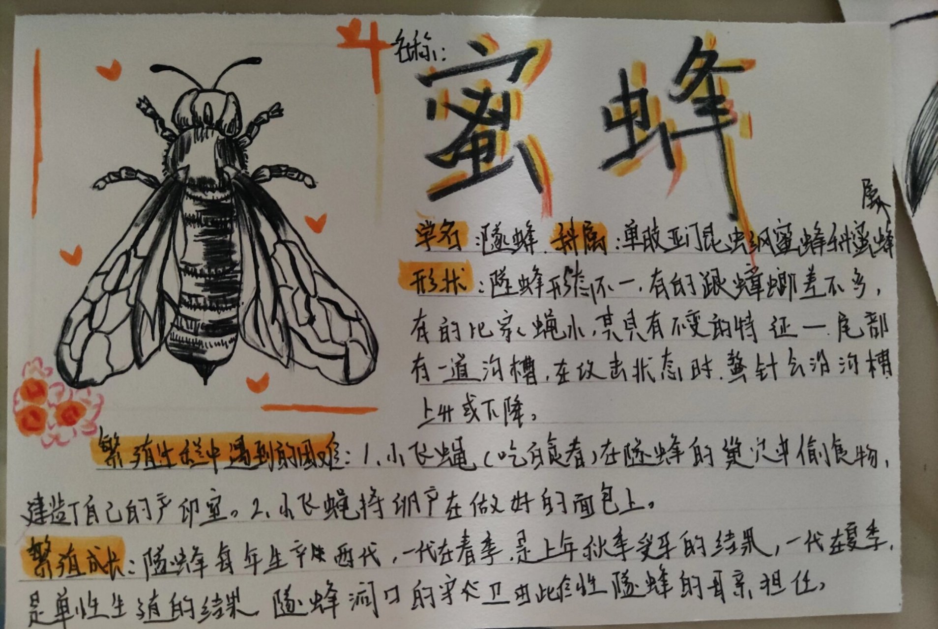昆虫卡片 隧蜂