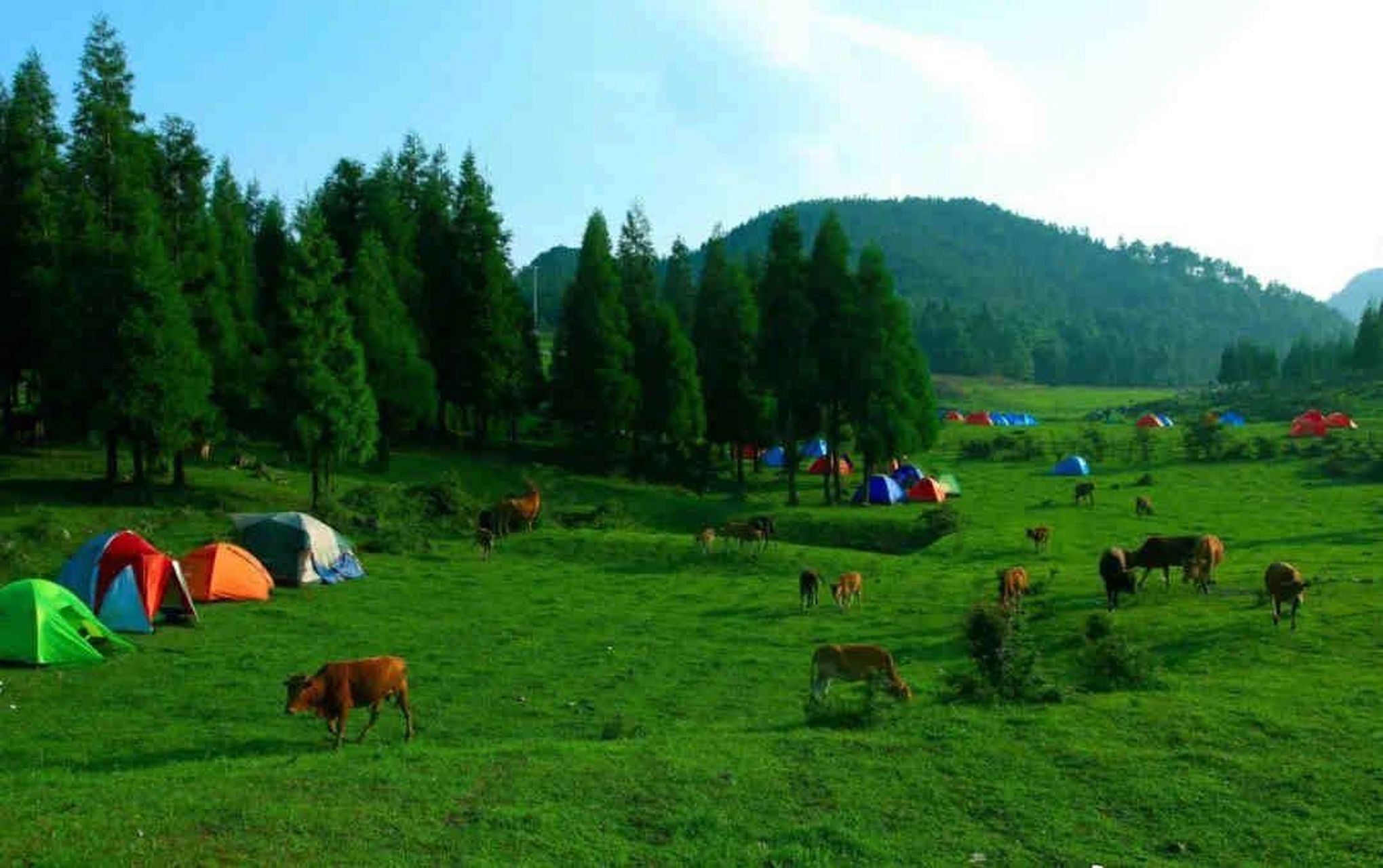 重庆夏季露营好去处7215——石柱千野草场 石柱千野草场集山,林