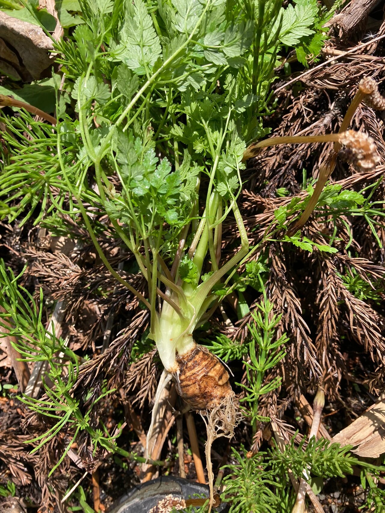 峨参野菜图片