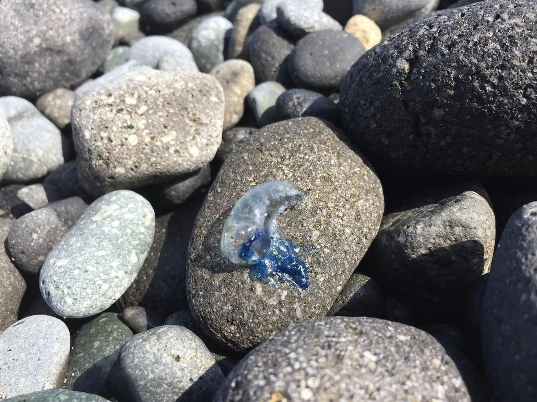 捡到宝贝了(蓝瓶僧帽水母) 是僧帽水母哦,排名前几的剧毒品种.