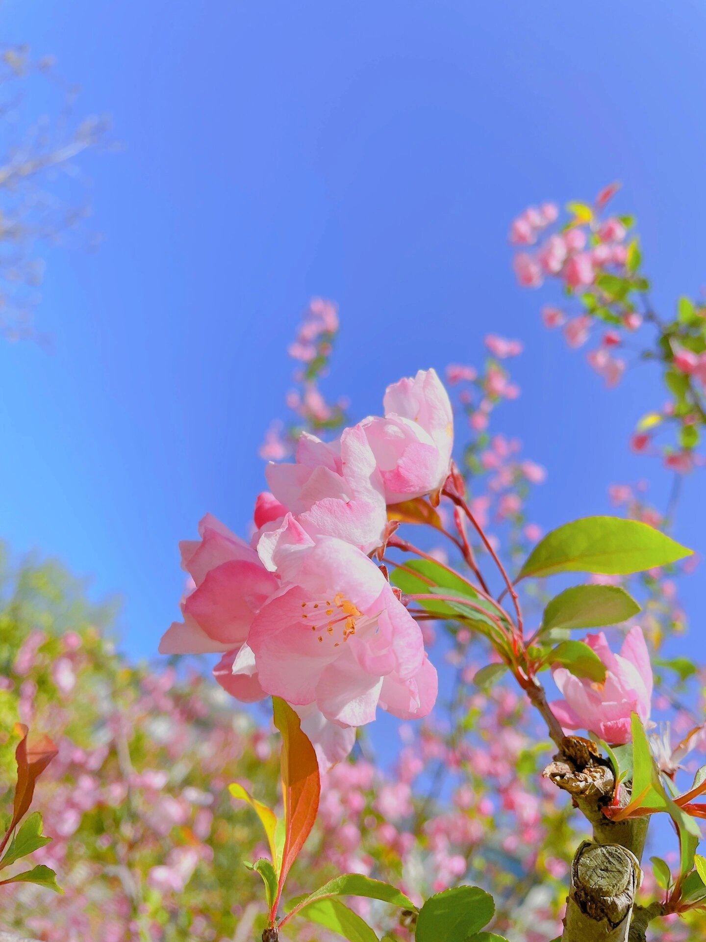 海棠花开花季节图片