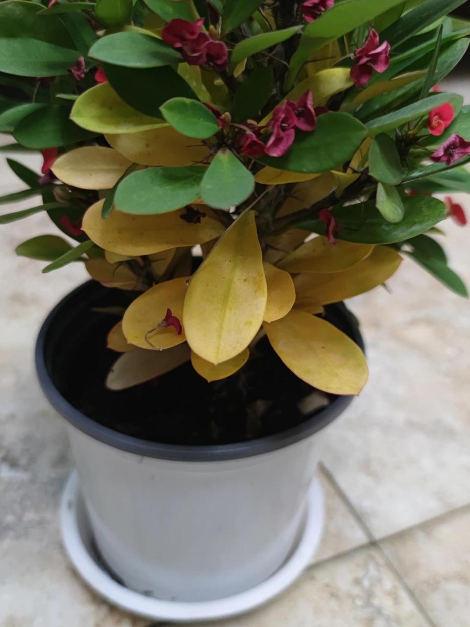 虎刺梅叶子发黄怎么办 突然发现虎刺梅叶子黄了好多