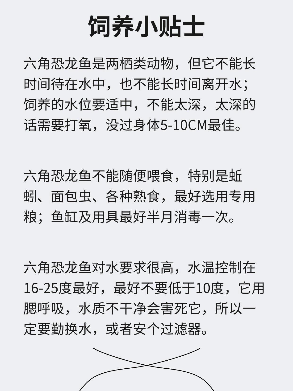 六角恐龙鱼误食石子图片