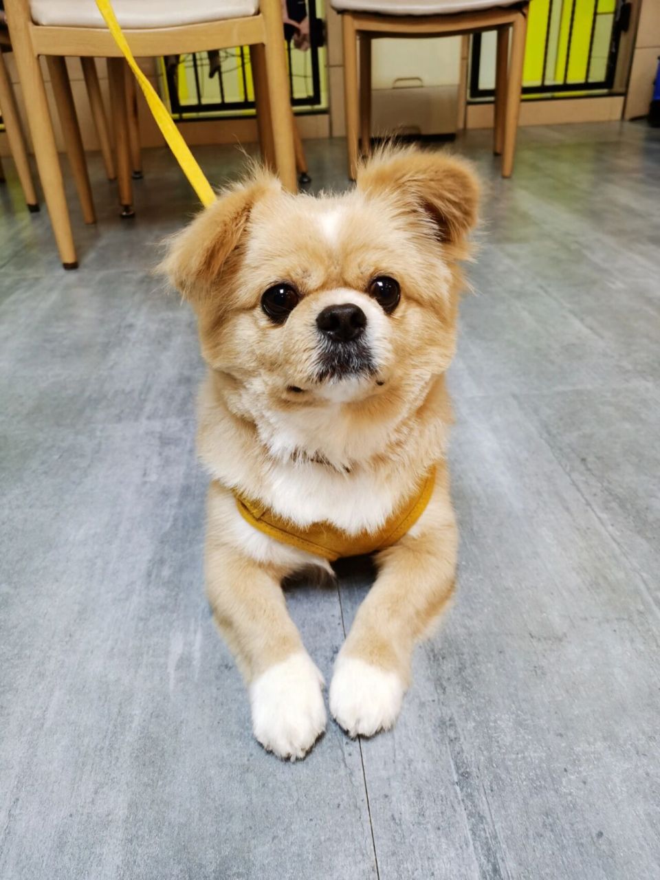 狮子狗也很可爱啊 谁的童年没遇到过几只狮子狗,囧囧有神的小伙"财财"