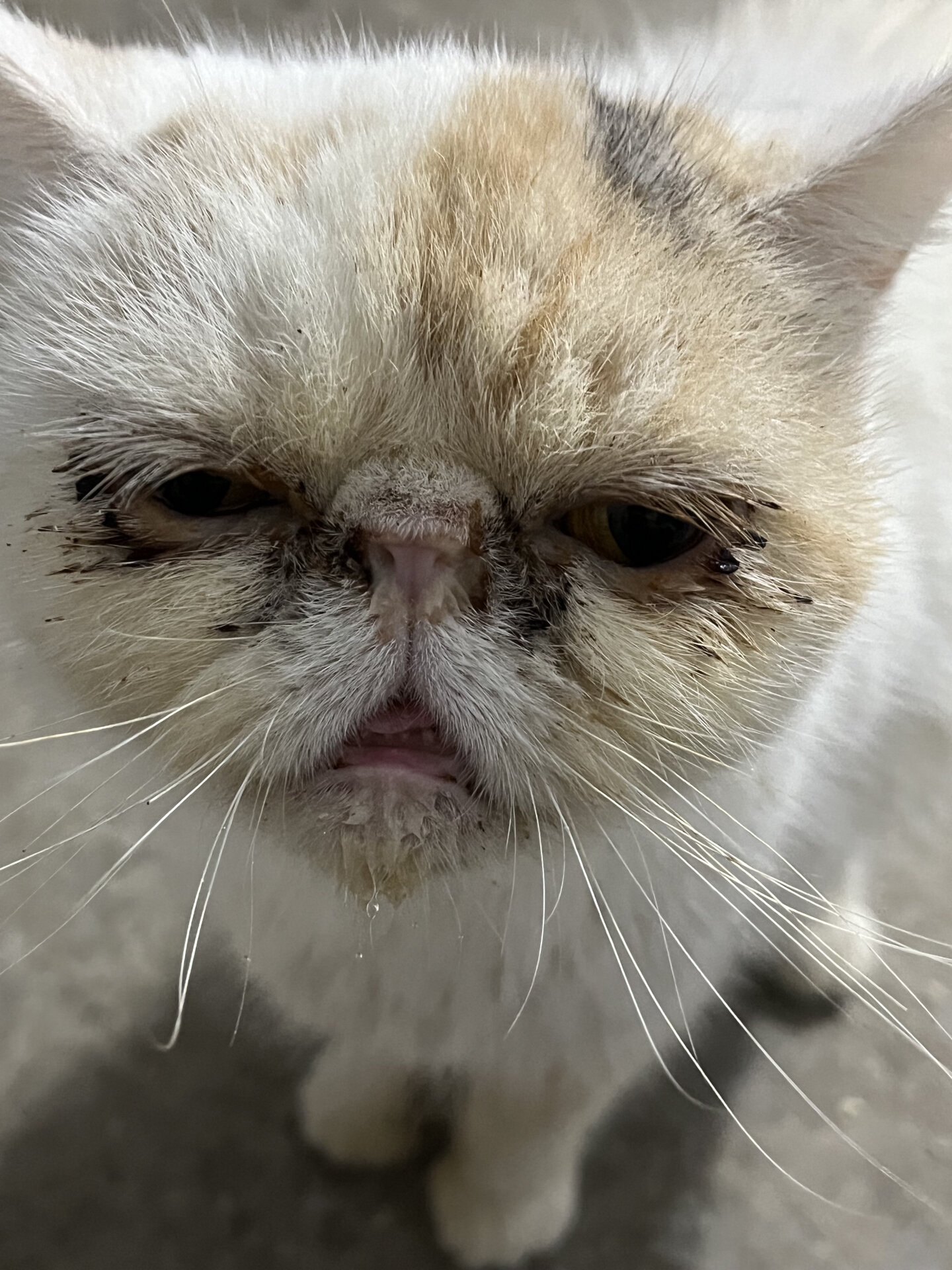 别再繁殖短鼻猫了74 基地的加菲猫跟银渐层,又是口炎又是鼻支.