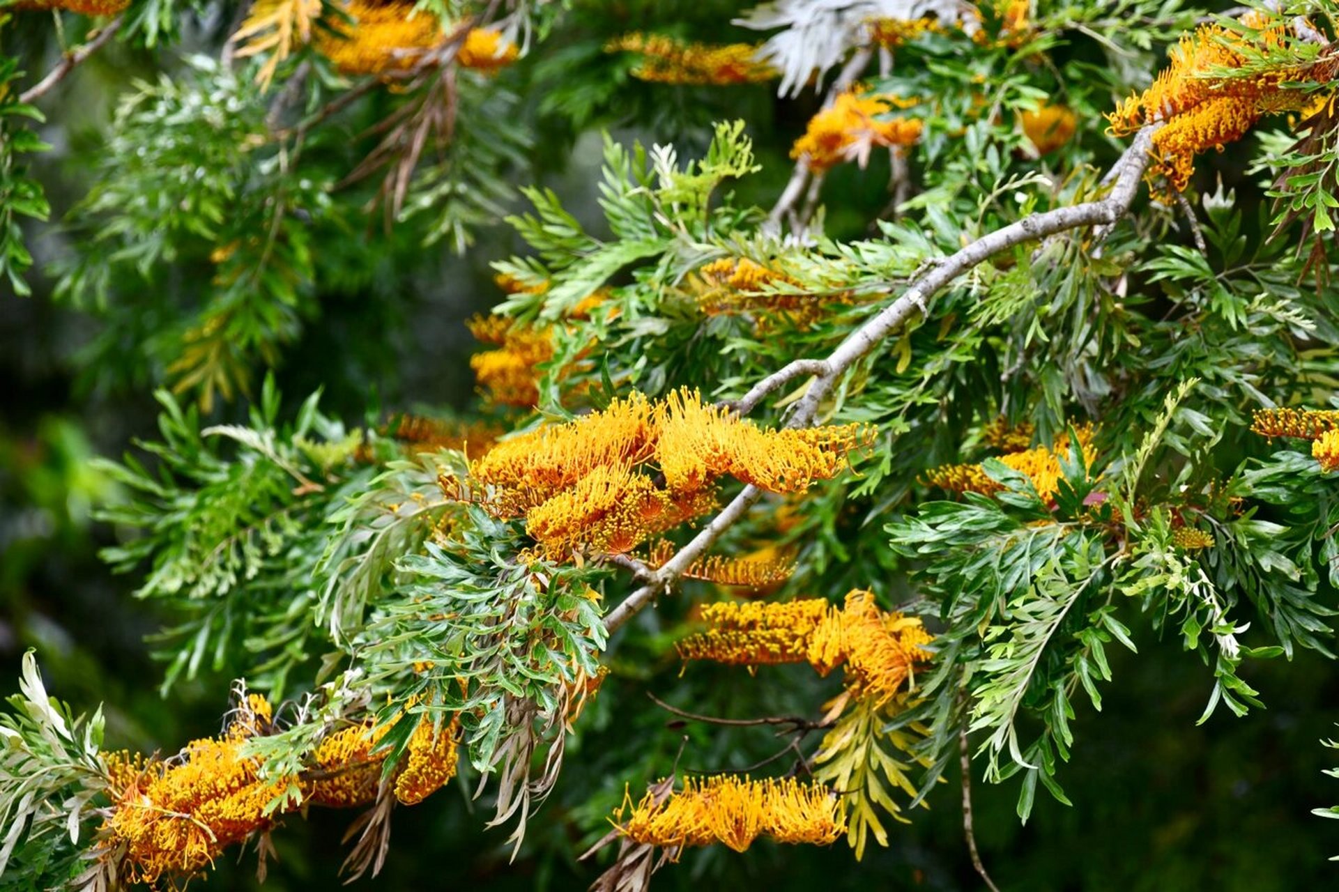 银桦树silky oak 银桦树是大型常绿树,花很有特色是一面朝上牙刷状