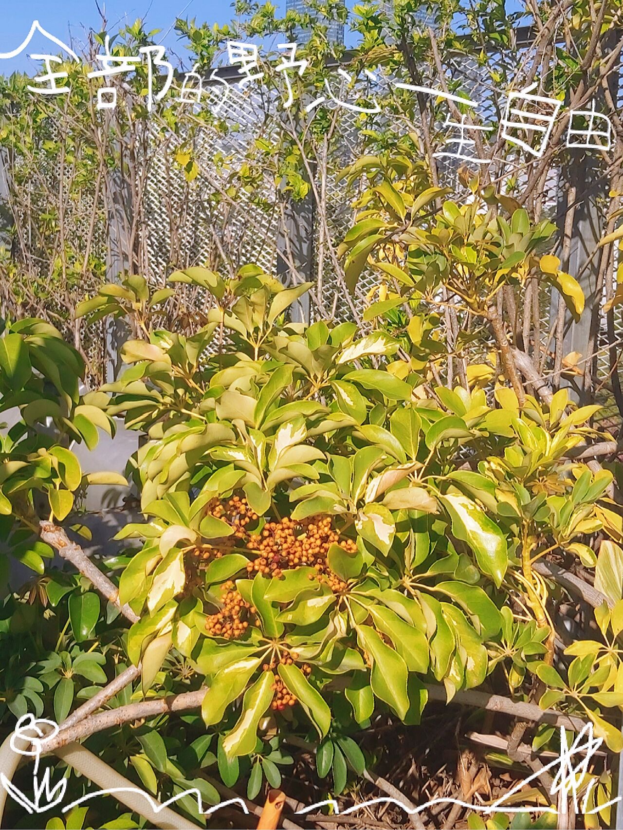 鸭脚木开花结果了 鸭脚木又叫鹅掌柴是一款比较常见植物