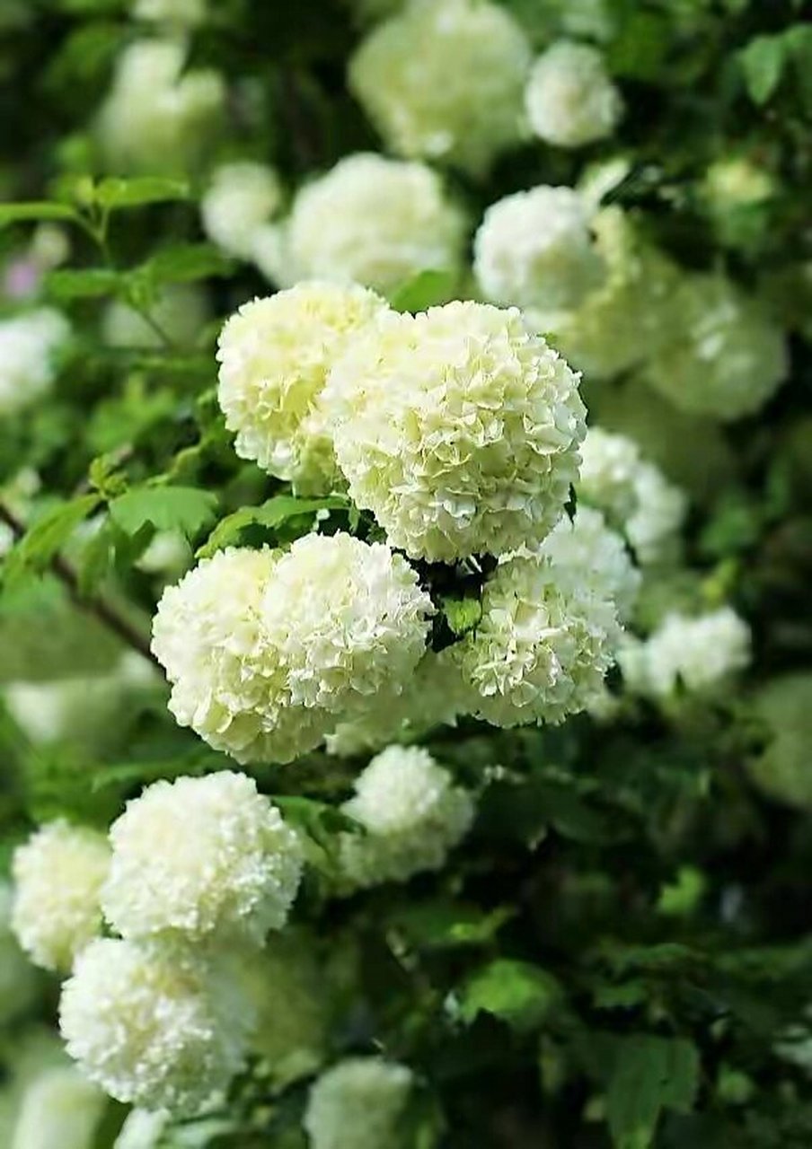 9月绣球养护攻略 039月绣球的生长速度仅次于春季,是花芽分化的重要