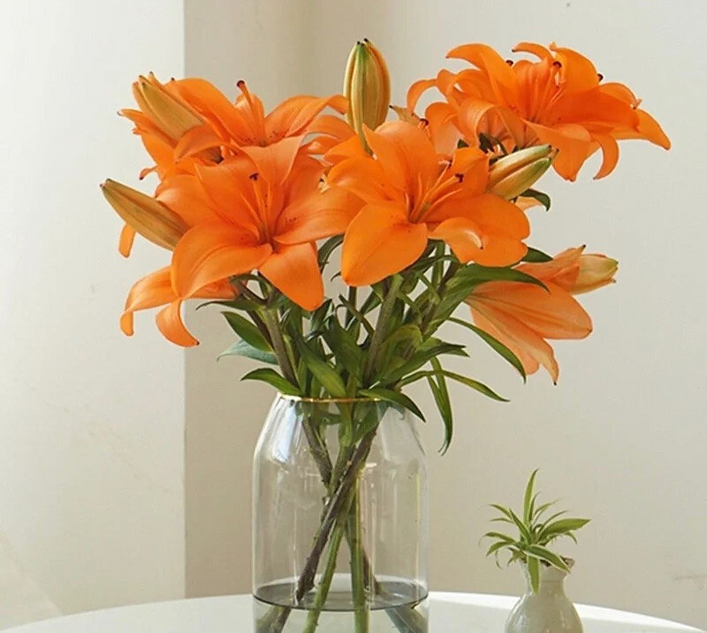 96每日一花|橙色梦想亚百合 00每日一花|《橙色梦想亚百合》 橙色