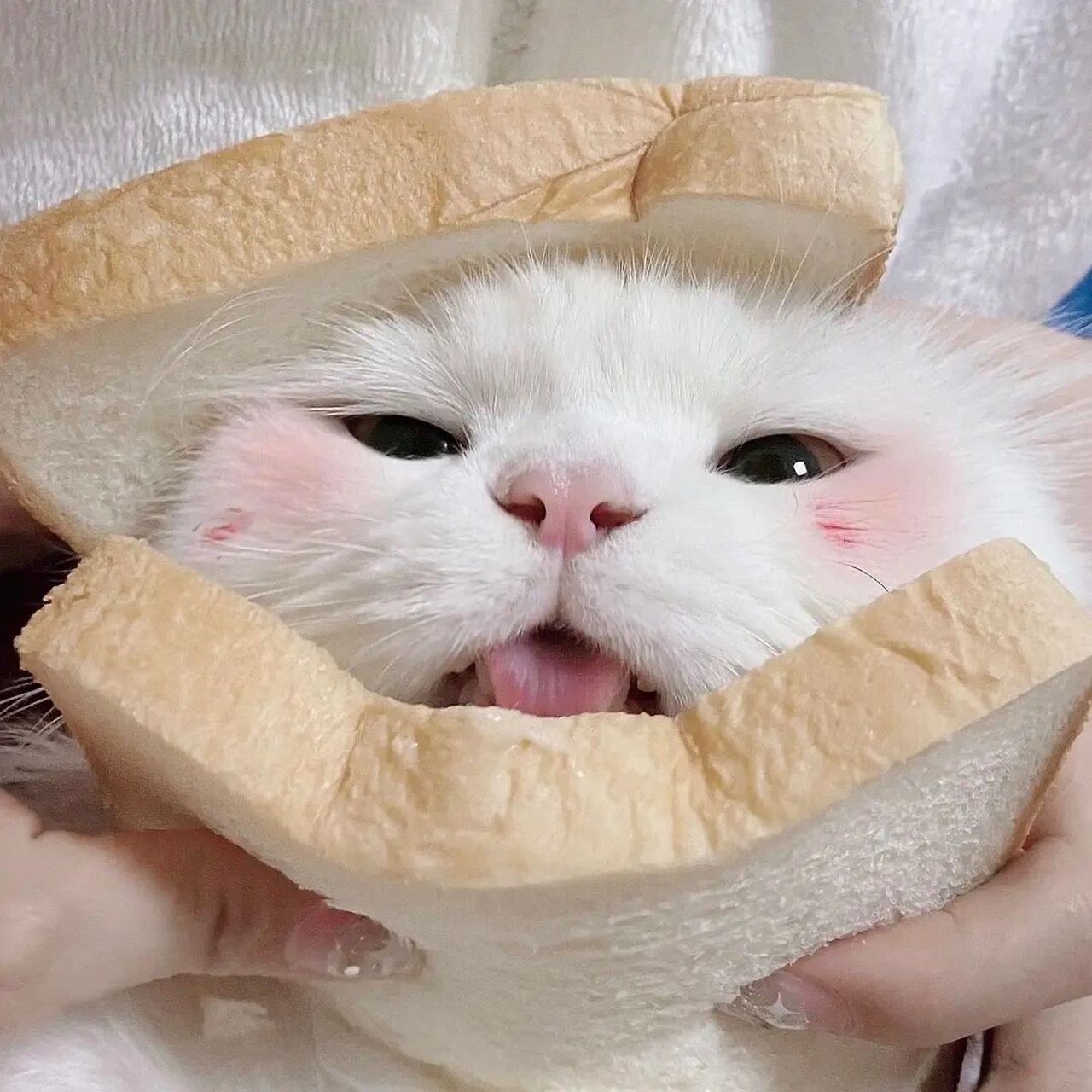 情头|面包片猫咪     要不要来一个面包片呀