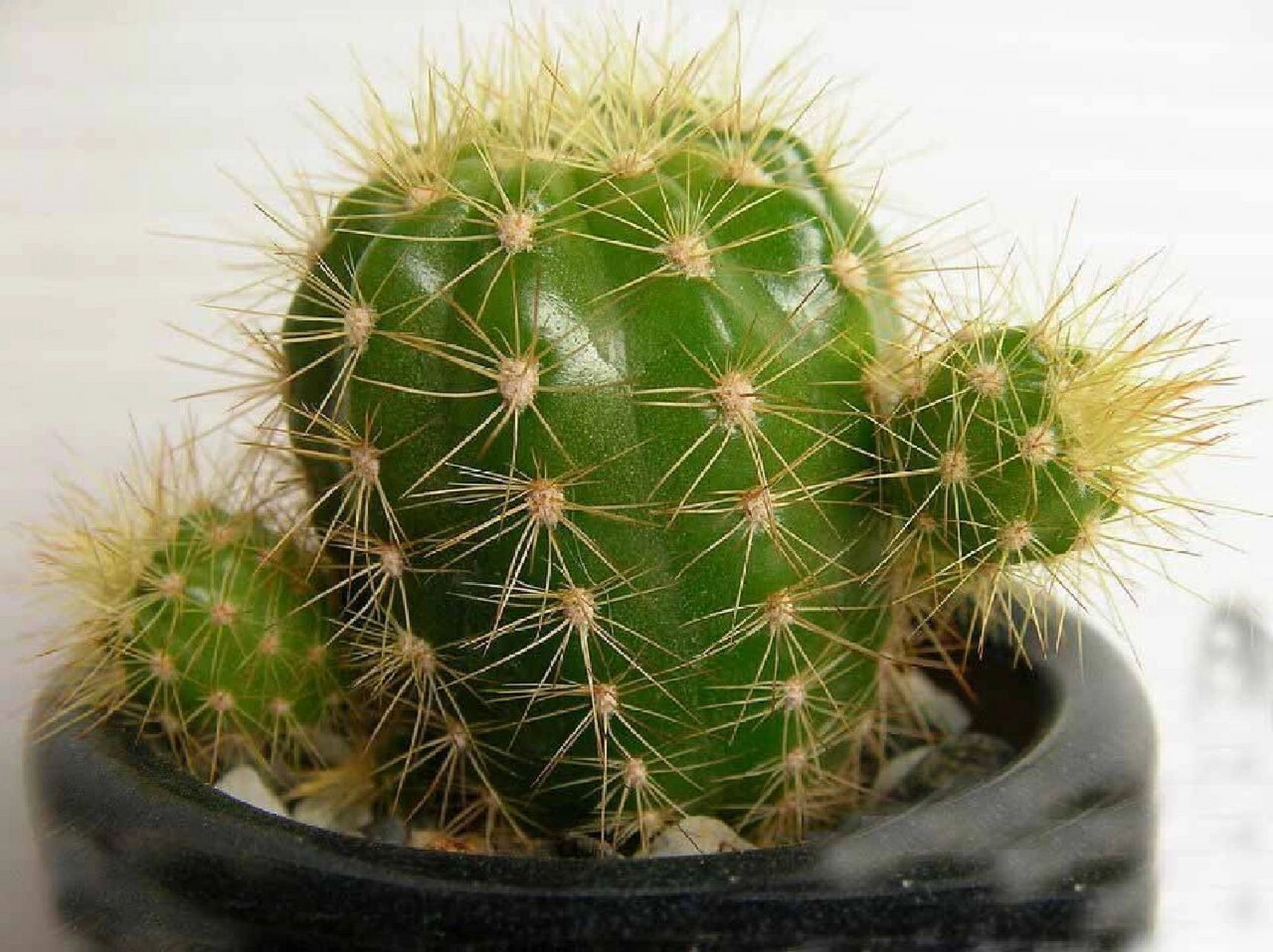 给各位亲说说仙人掌,球的两大妙用: 1.