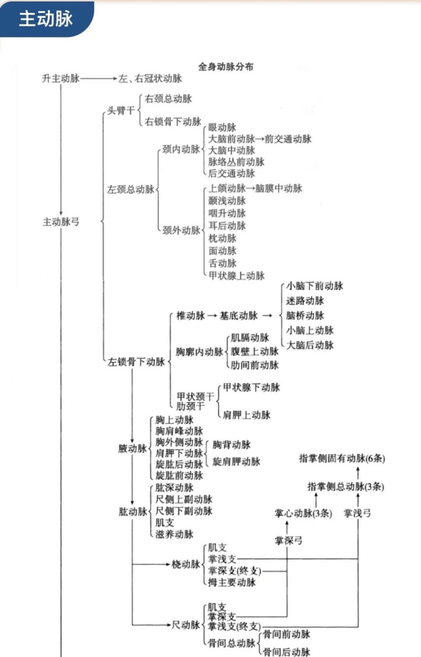 全身最长的浅静脉图片