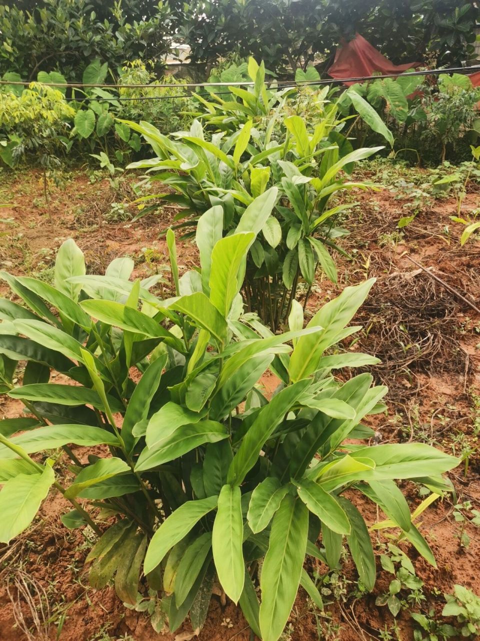 南姜种植,今年的南姜生得比较漂亮,年底开 南姜种植,今年的南姜生得