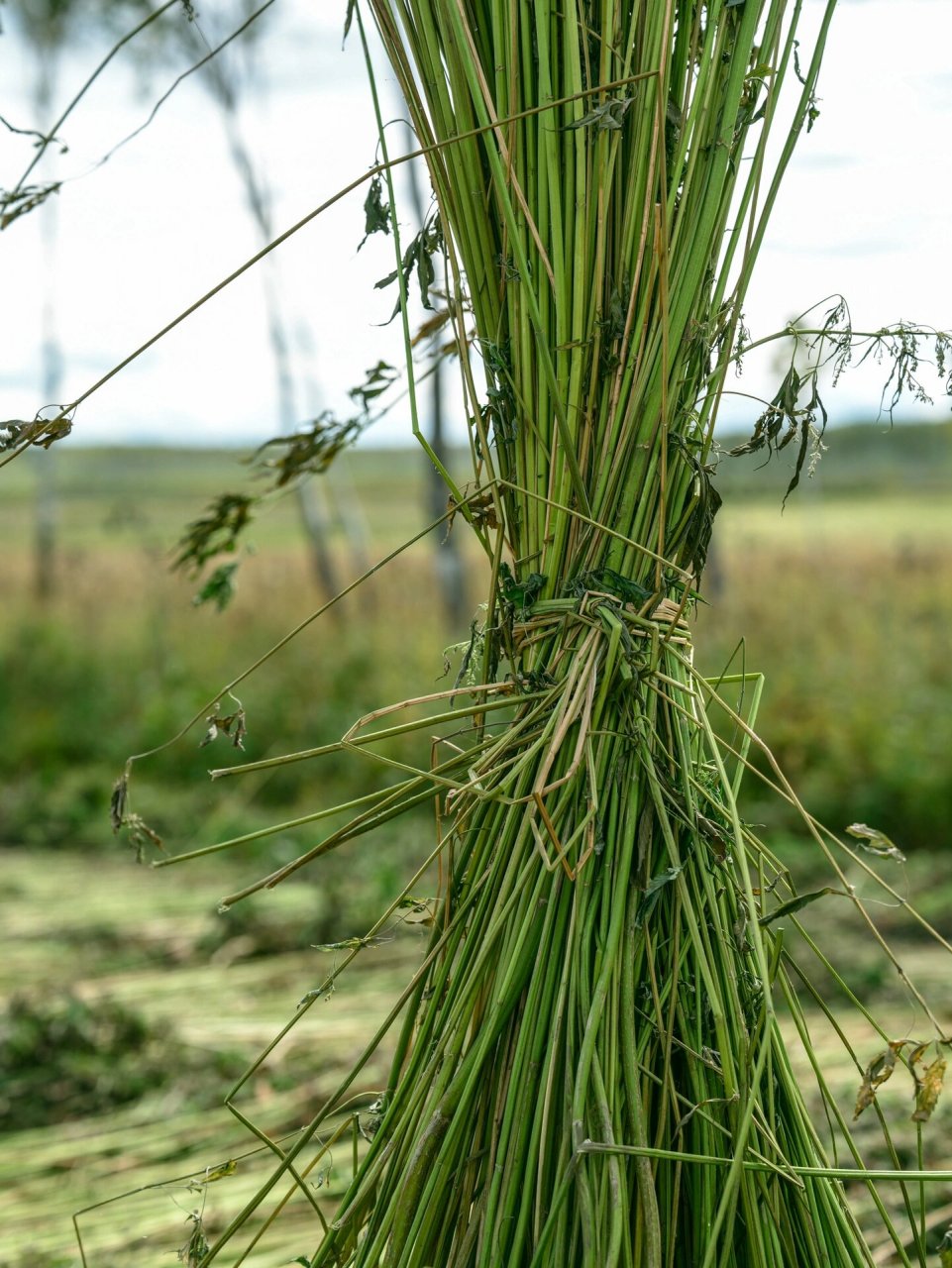 汉麻 天然植物纤维 环境友好 不断给予 91 可持续发展:汉麻是一种