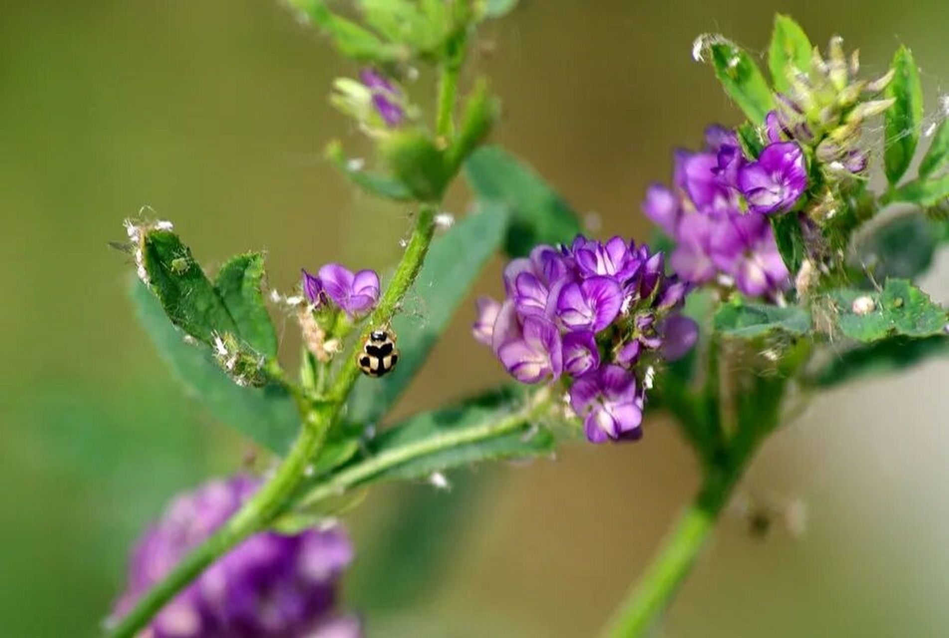 紫苜蓿居然含有这么多营养物质 紫花苜蓿,原名:紫苜蓿,又名苜蓿,紫花