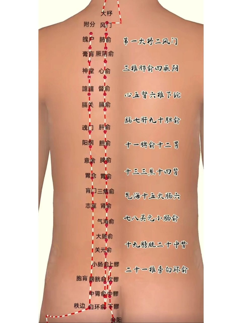 《背俞穴记忆歌诀》 《背俞穴记忆歌诀》 膀胱经背部第一侧线穴位总歌