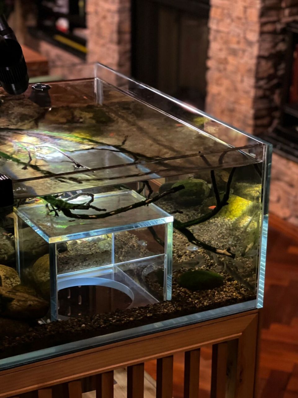 95无论用砂石盆,陶瓦盆,光滑瓷盆,透明玻璃缸养鱼,无论有无过滤设备