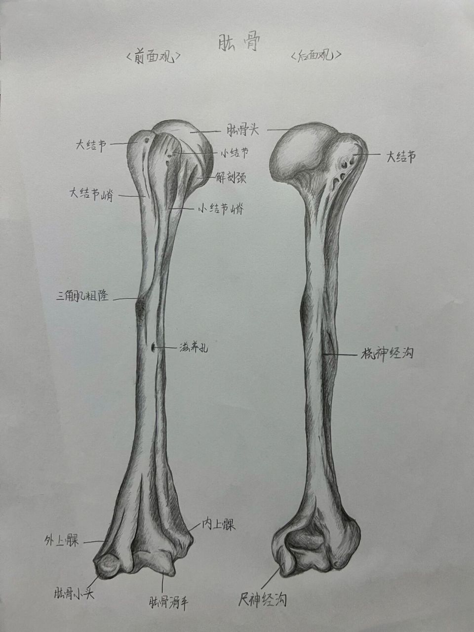 肱骨图片示意图图片