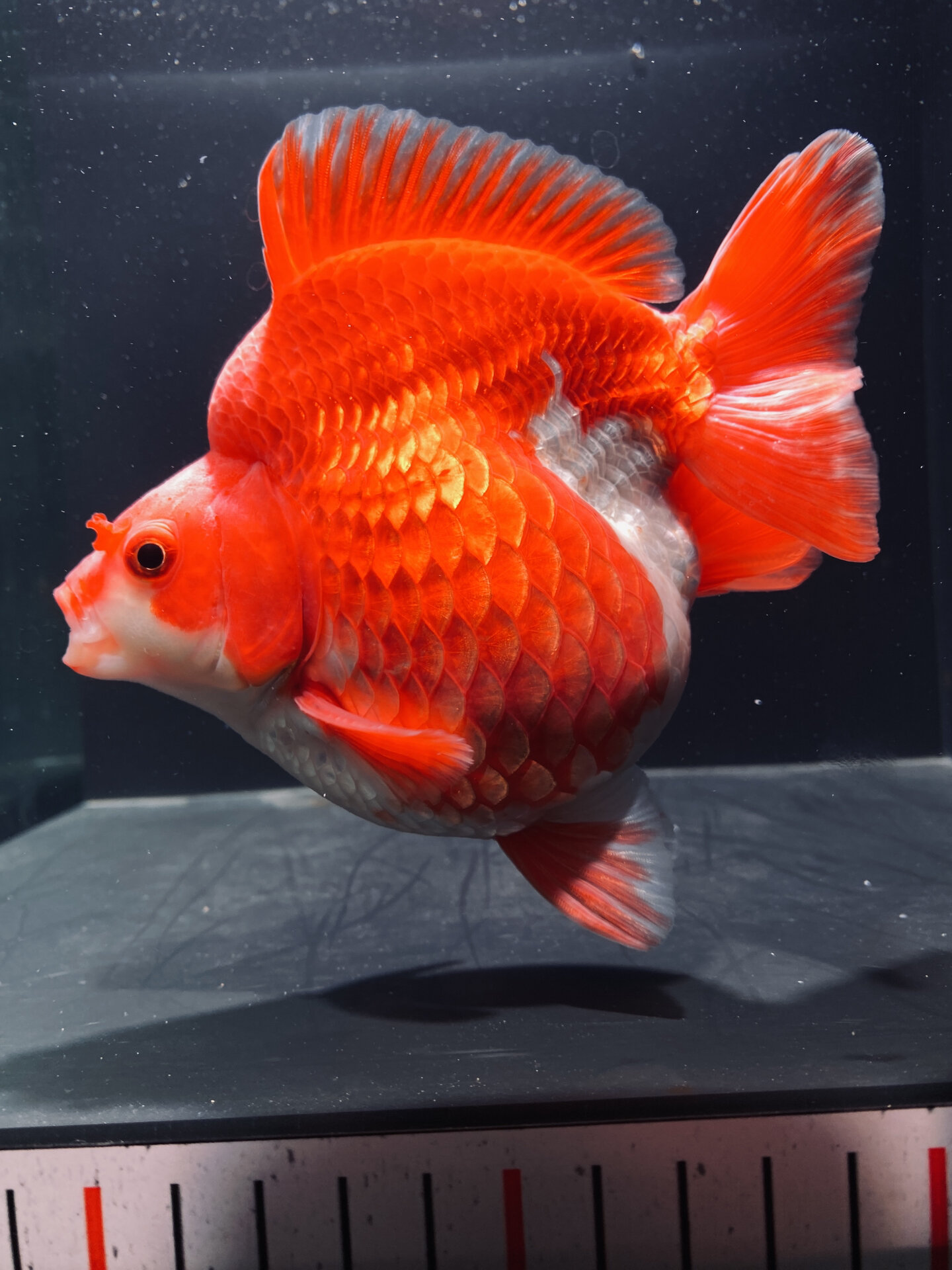 14cm红白鎏金金鱼大体格,性价比非常高